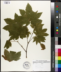 Acer circinatum image