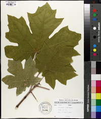 Acer macrophyllum image