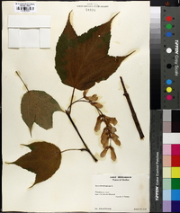 Acer pensylvanicum image