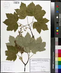 Acer pseudoplatanus image