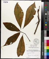 Aesculus flava image