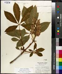 Aesculus sylvatica image