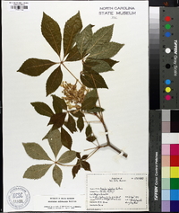 Aesculus sylvatica image