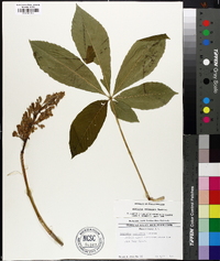 Aesculus sylvatica image