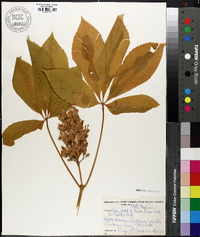 Aesculus sylvatica image