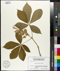 Aesculus sylvatica image