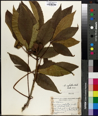 Aesculus sylvatica image