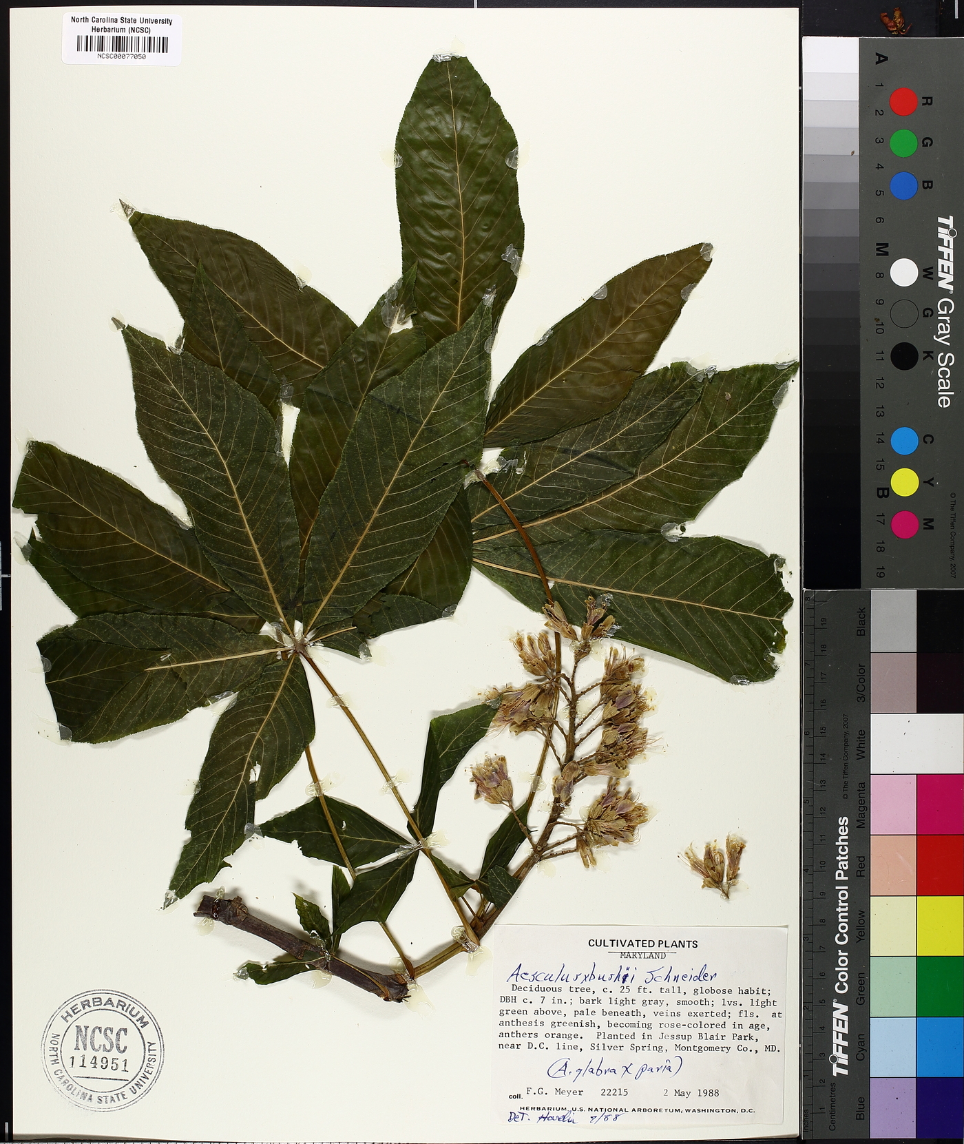 Aesculus x bushii image