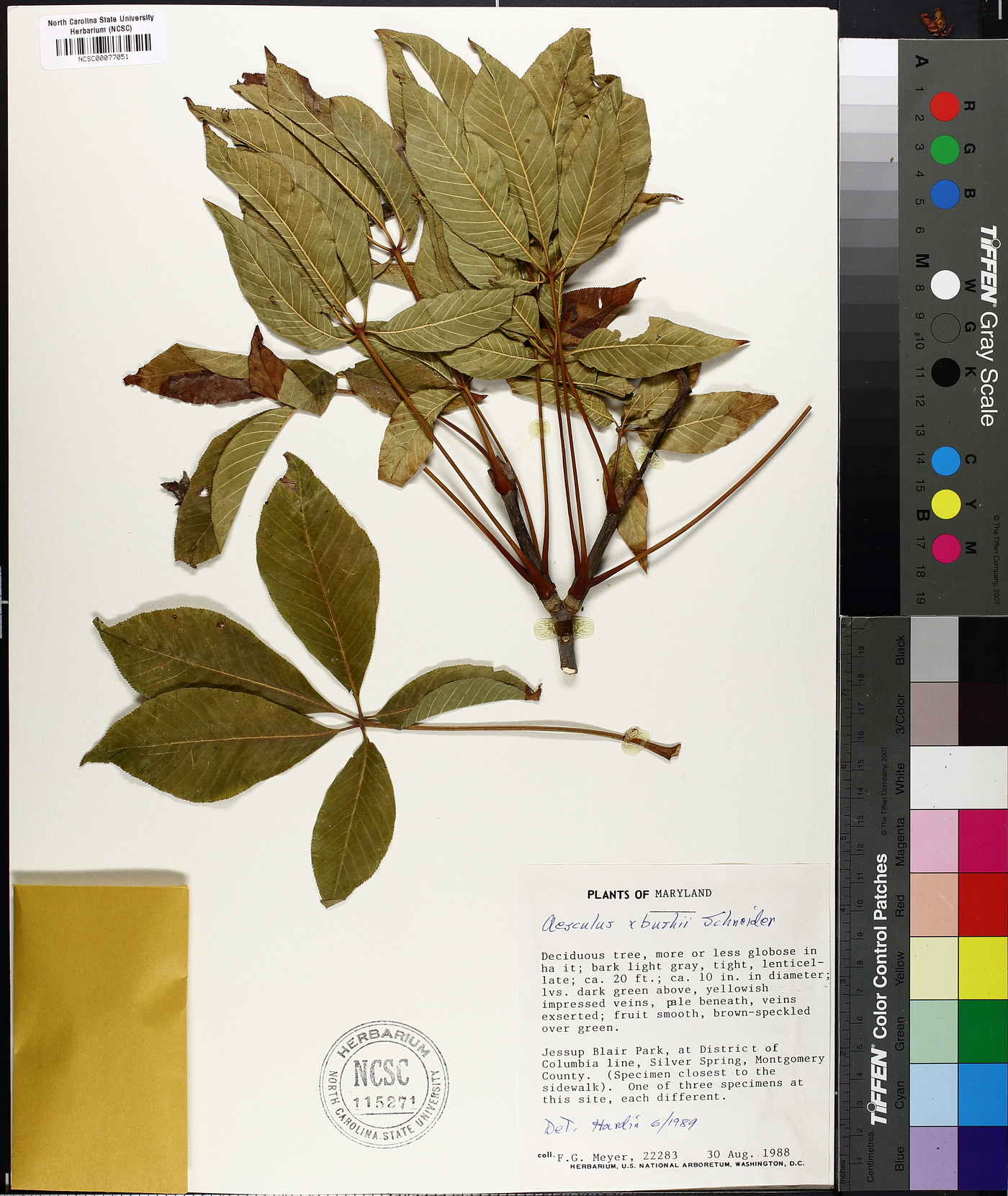 Aesculus x bushii image