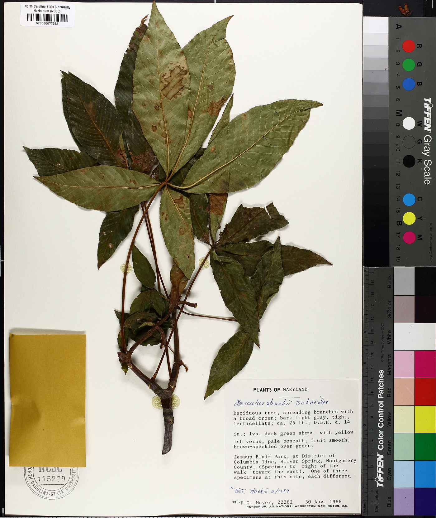 Aesculus x bushii image