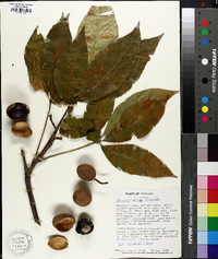 Aesculus x bushii image