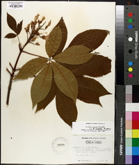 Aesculus flava image