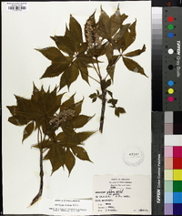 Aesculus glabra image