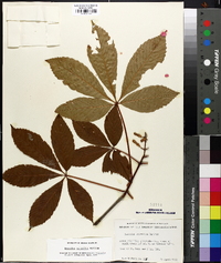 Aesculus sylvatica image