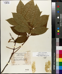 Aesculus sylvatica image