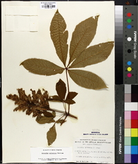 Aesculus sylvatica image