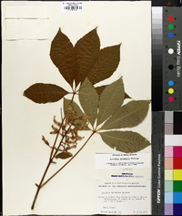 Aesculus sylvatica image