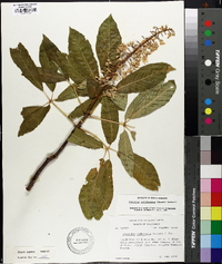 Aesculus californica image