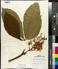 Aesculus flava image