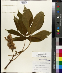 Aesculus flava image