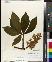 Aesculus flava image