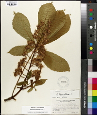 Aesculus hippocastanum image