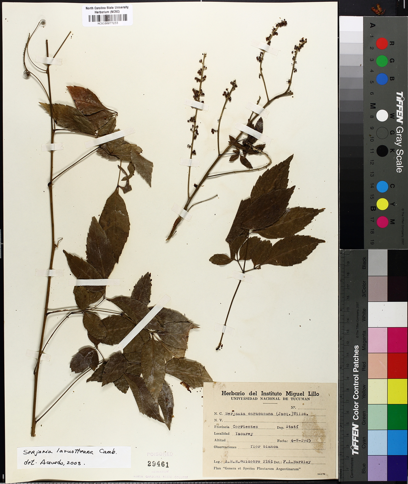 Serjania laruotteana image