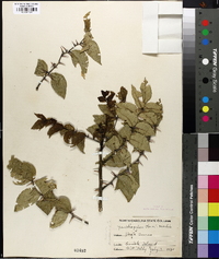 Zanthoxylum americanum image