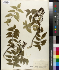 Zanthoxylum americanum image