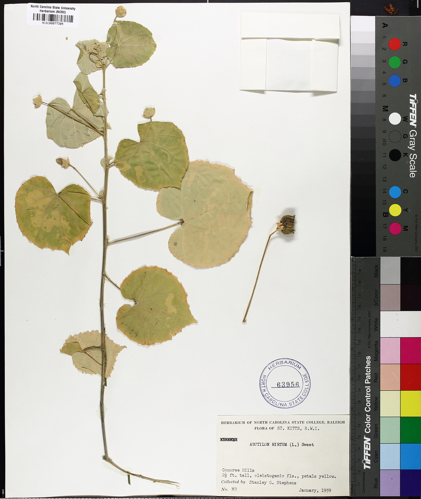 Abutilon hirtum image