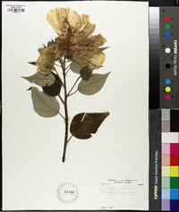 Hibiscus lasiocarpos image