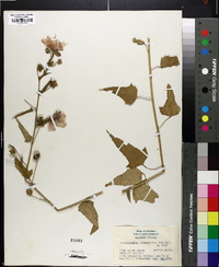 Kosteletzkya althaeifolia image