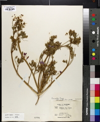 Malvastrum parryi image