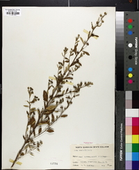 Sida rhombifolia image