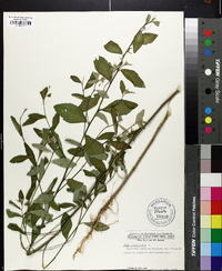 Sida rhombifolia image