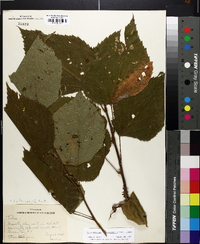 Tilia americana var. heterophylla image