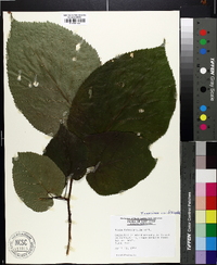 Tilia americana var. heterophylla image