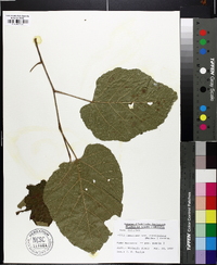 Tilia americana var. caroliniana image