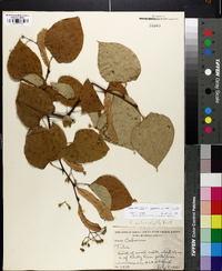 Tilia americana var. heterophylla image