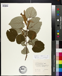 Tilia americana var. heterophylla image