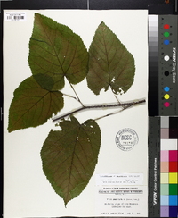 Tilia americana var. heterophylla image