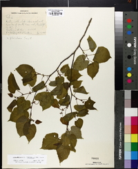 Tilia americana var. heterophylla image