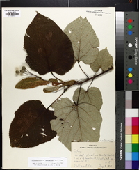 Tilia americana var. heterophylla image