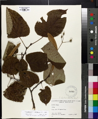 Tilia americana var. heterophylla image