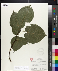 Tilia americana var. heterophylla image