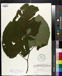 Tilia americana var. heterophylla image