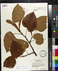 Tilia americana var. heterophylla image