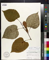 Tilia americana var. heterophylla image