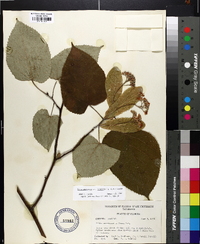 Tilia americana var. heterophylla image