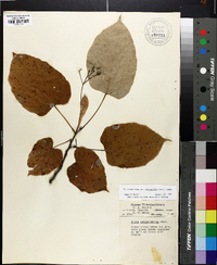 Tilia americana var. heterophylla image